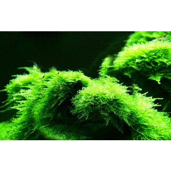 aquarium landscaping moss plants
