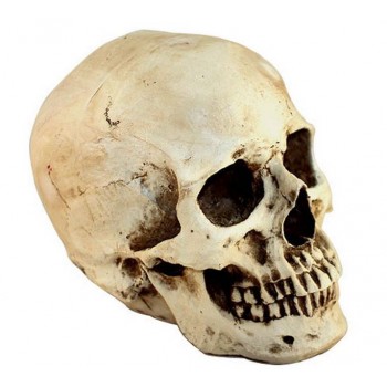 Halloween props resin skull