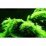 aquarium landscaping moss plants