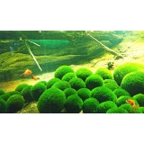 Fish tank Natural algae ball