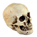 Halloween props resin skull